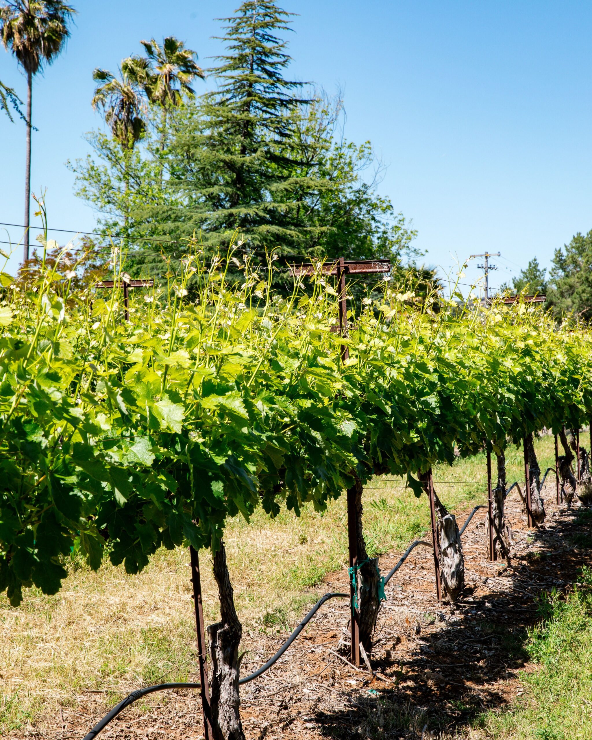 Nello Olivo Winery